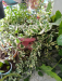 Indoor plants